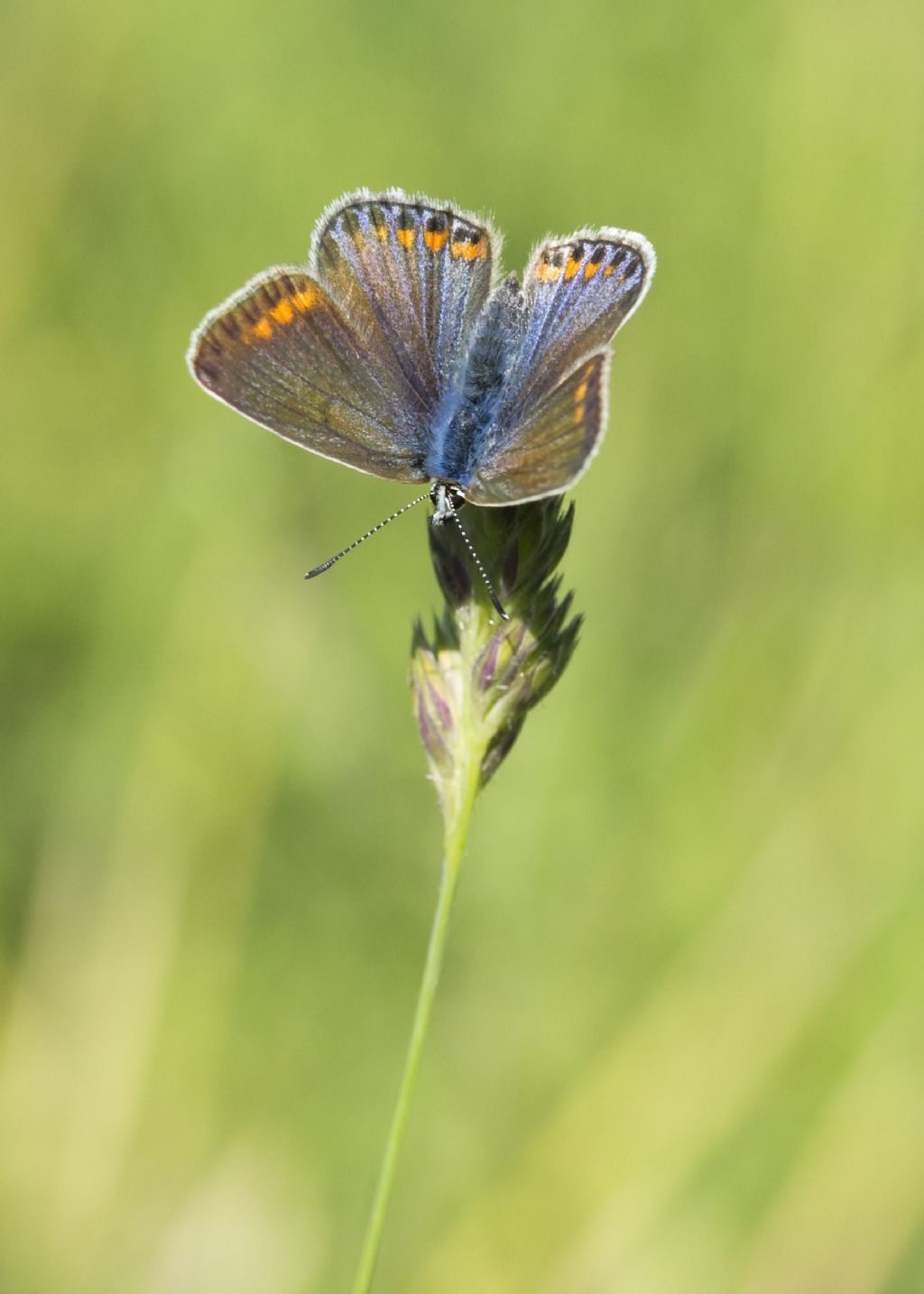 Conferma Polyommatus thersites